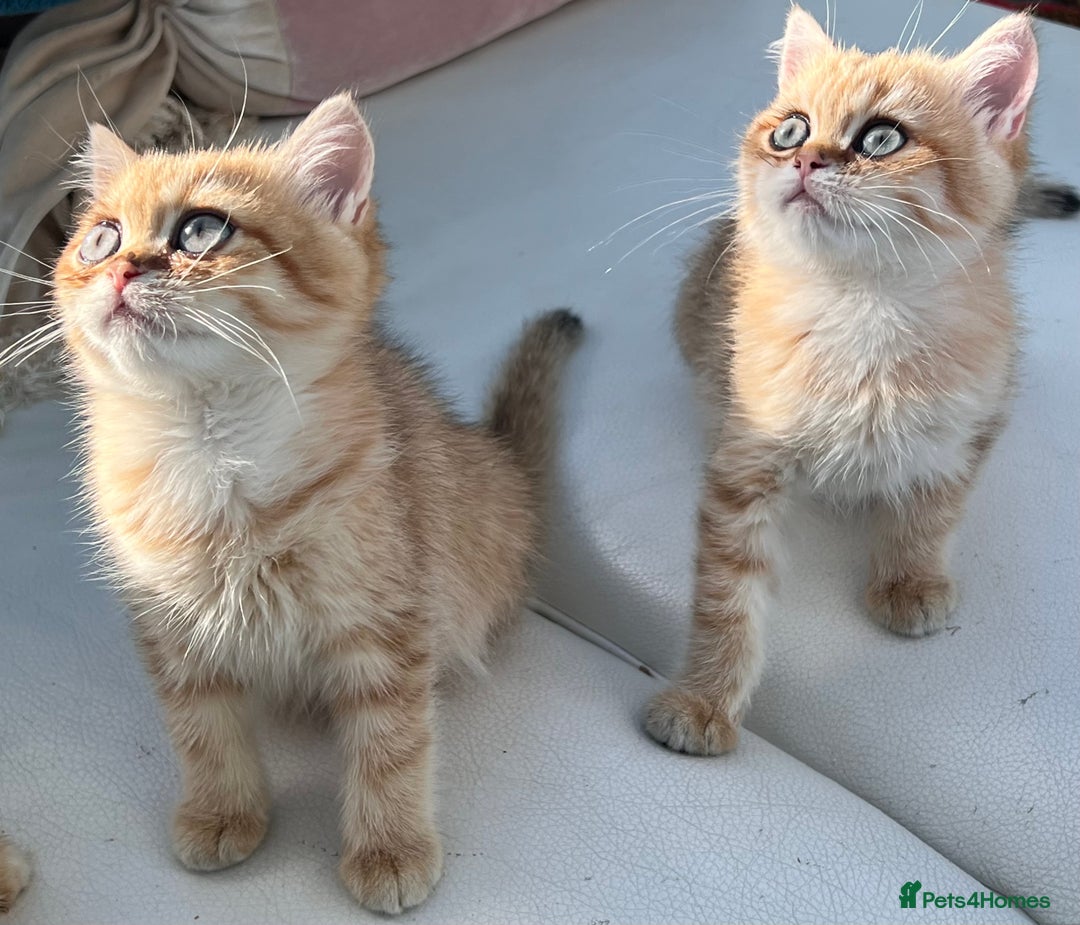 British Shorthair cats for sale:  **   ** : BSH Golden champion lines - Advert 20