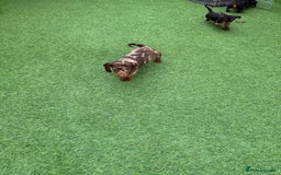 Miniature Dachshund dogs for sale: Beautiful dachshund puppies  - Advert 12