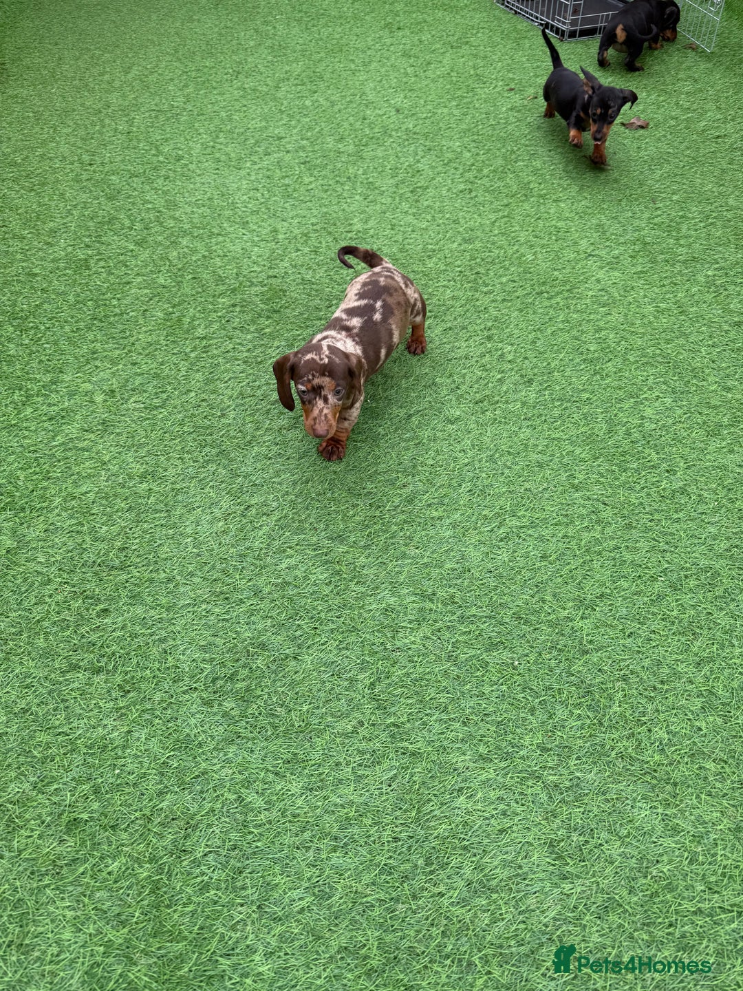 Miniature Dachshund dogs for sale: Beautiful dachshund puppies  - Advert 12