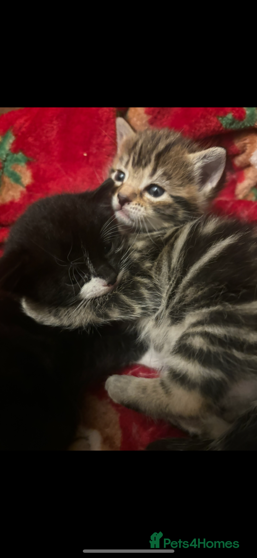 Bengal cats for sale: Bengal kittens  - Advert 21