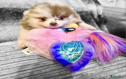 Pomeranian dogs for sale: Rare miniature Teddy face pomeranian puppies  - Image 8