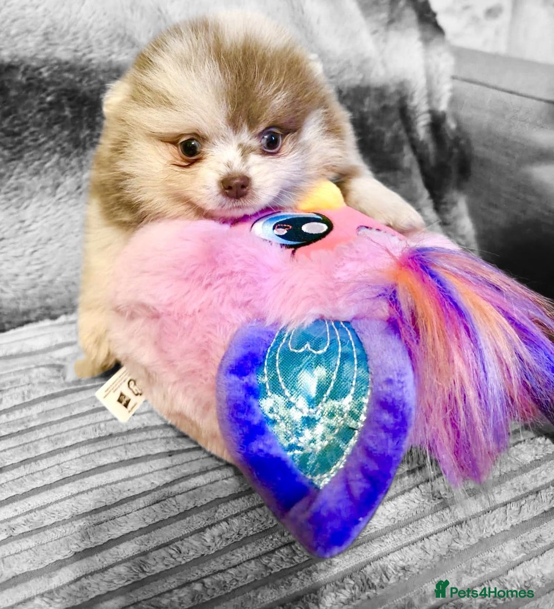 Pomeranian dogs for sale: Rare miniature Teddy face pomeranian puppies  - Image 8
