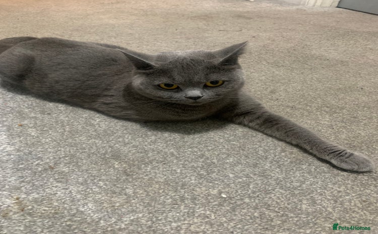 British Shorthair cats British short hair kittens  - Advert 14