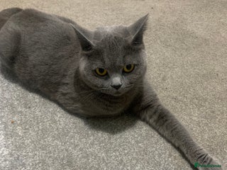 British Shorthair cats British short hair kittens - Advert 14