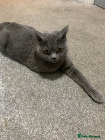 British Shorthair cats British short hair kittens - Advert 14