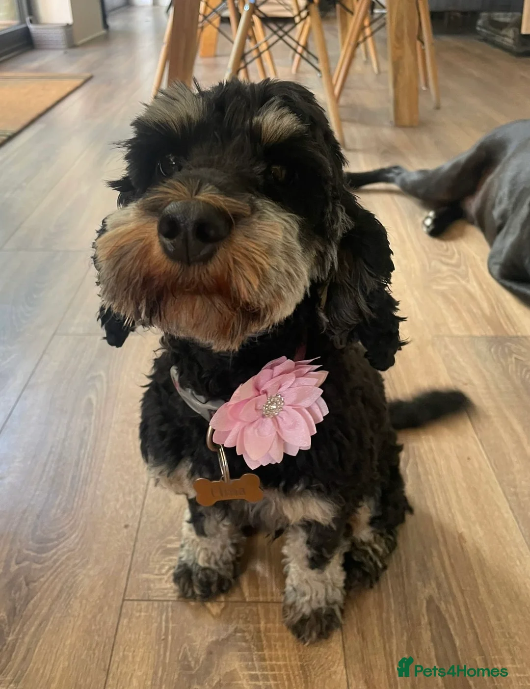 Cockapoo dogs for sale: F1B Cockapoo puppies - Advert 1