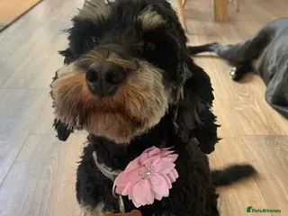 Cockapoo dogs F1B Cockapoo puppies - Advert 2