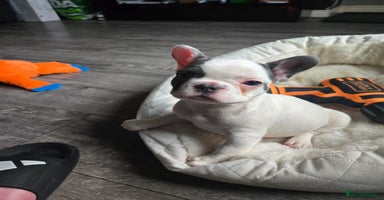 French Bulldog dogs - Advert 3