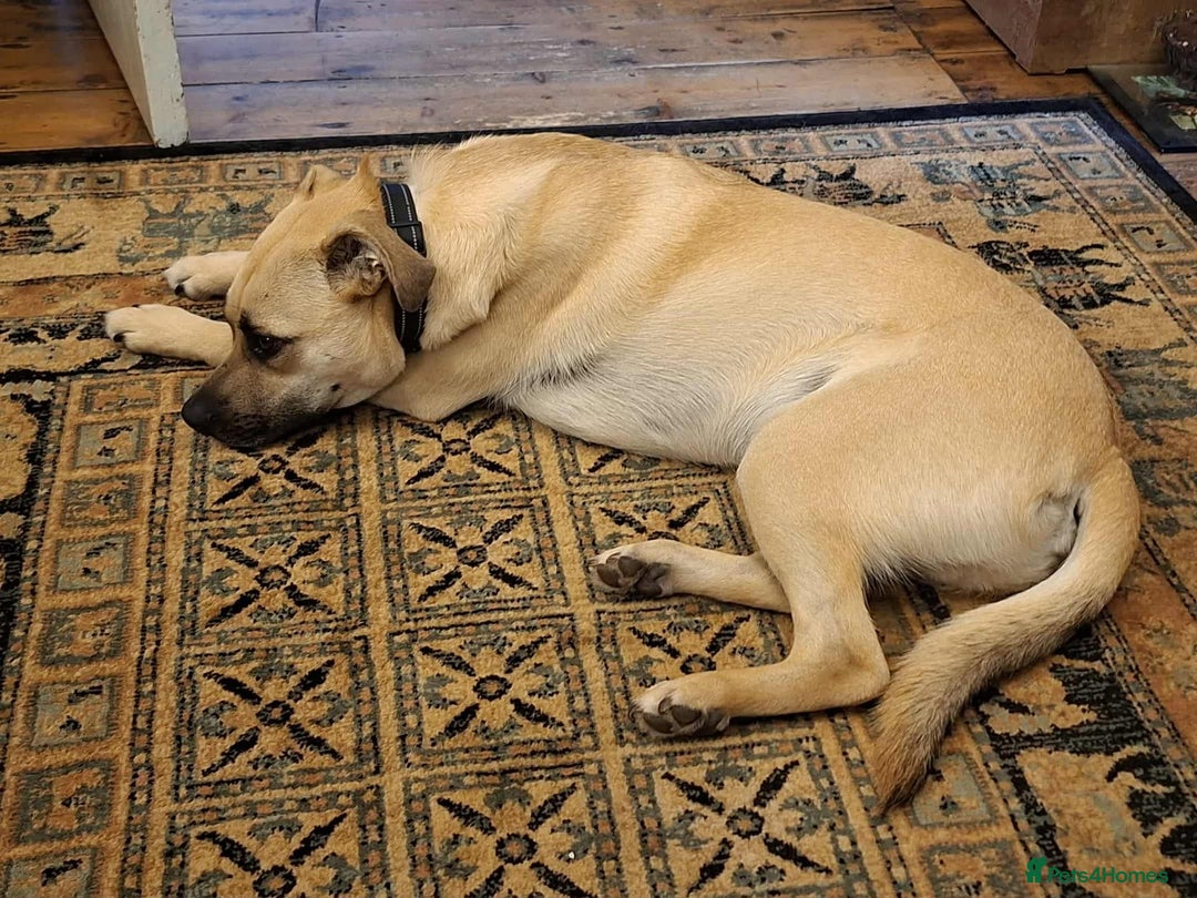 Mixed Breed dogs for adoption: Rocco - Norwich Norfolk  - Image 13