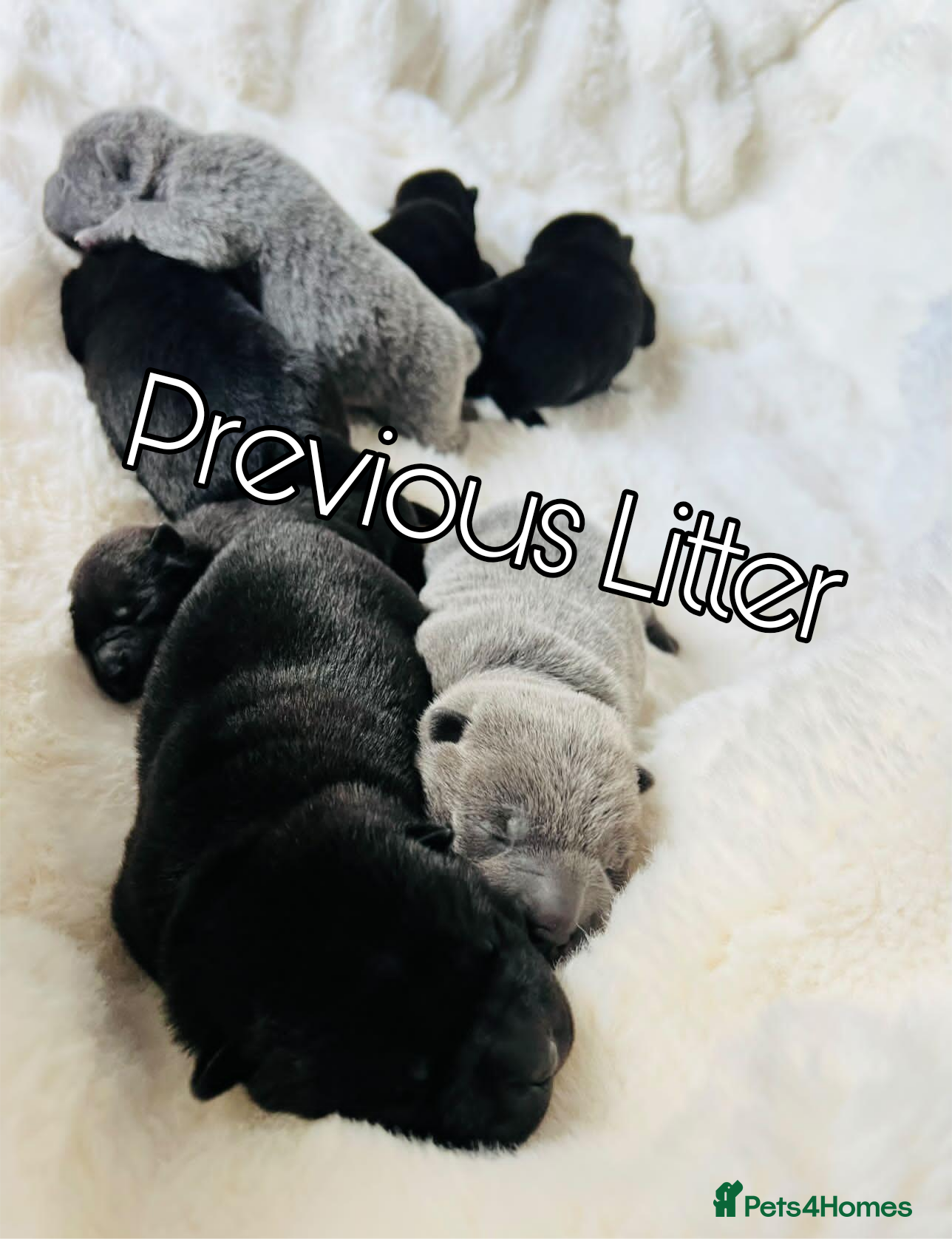 Mixed Breed dogs ChowPei Puppies - Advert 3