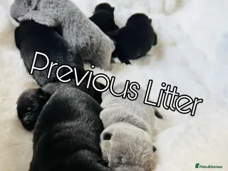 Mixed Breed dogs ChowPei Puppies - Advert 3