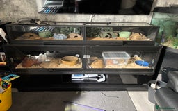 Corn Snake reptiles for sale: CORN SNAKES X 2 in full set ups - Image 6