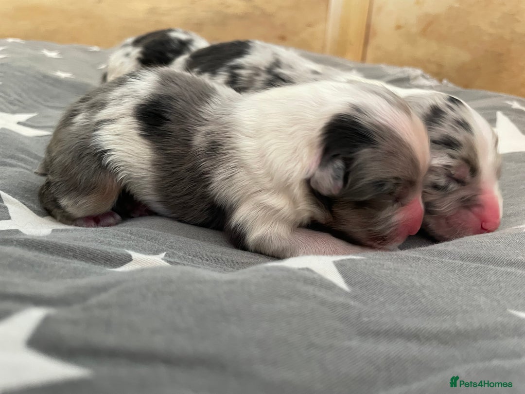 Australian Shepherd dogs for sale: Australian Shepherd puppies - Image 8