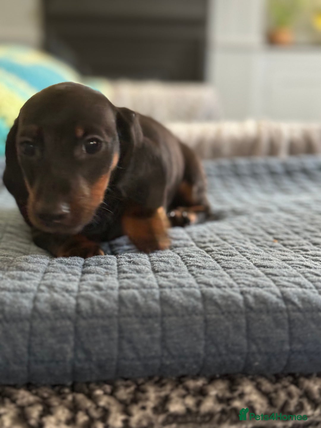 Miniature Dachshund dogs for sale: Mini dachshund’s beautiful, girls and boys  - Advert 5