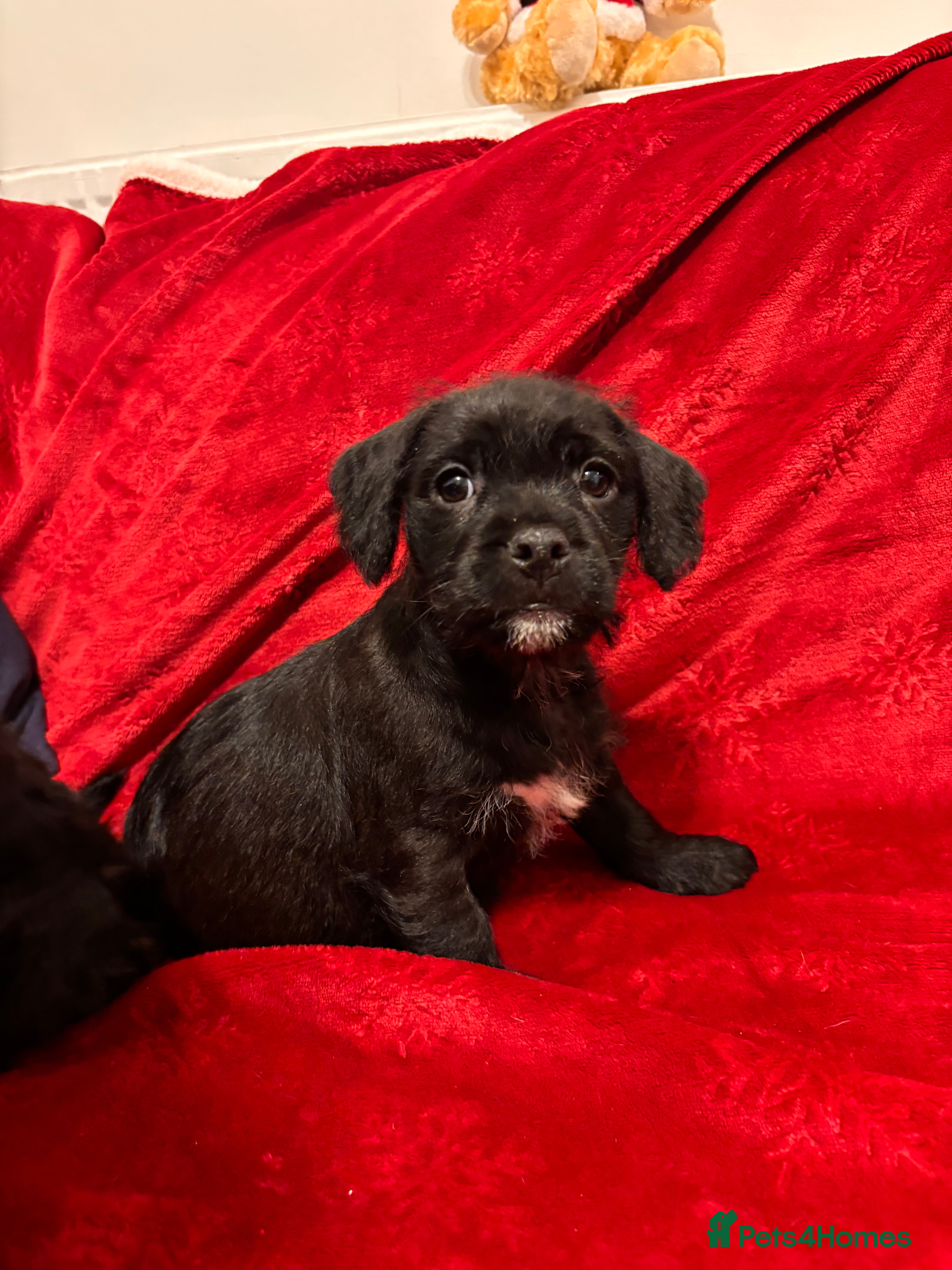 Mixed Breed dogs 💚❤️ READY TO LEAVE NOW ❤️💚 - Advert 1