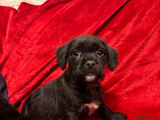 Mixed Breed dogs 💚❤️ READY TO LEAVE NOW ❤️💚 - Advert 12