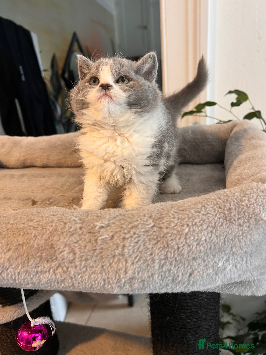 Selkirk Rex cats for sale: Selkirk rex kittens 😻 - Image 29