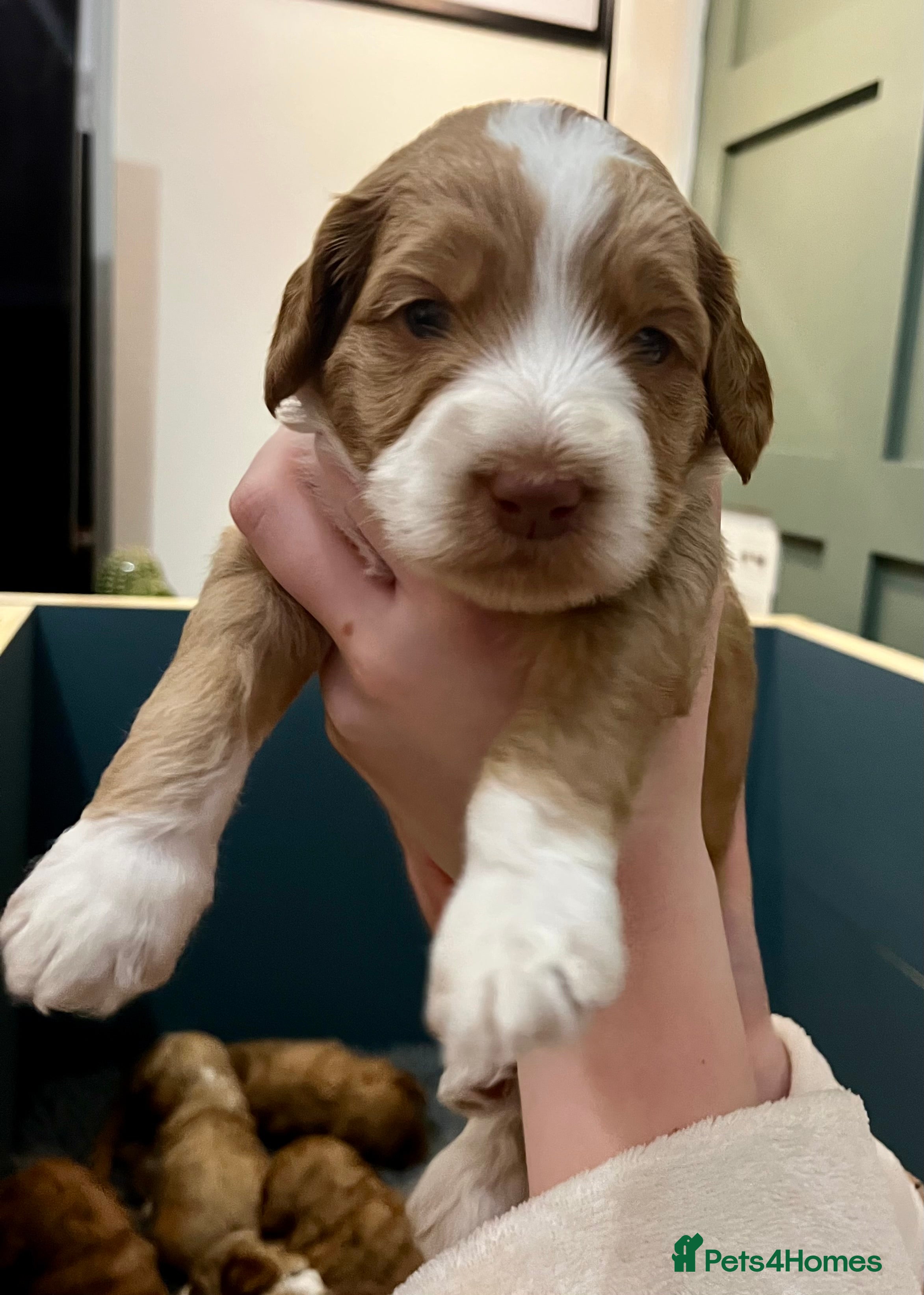 Australian Labradoodle dogs Red and Caramel Australian Labradoodle Puppies  - Advert 2