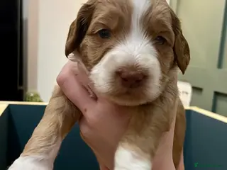 Australian Labradoodle dogs Red and Caramel Australian Labradoodle Puppies - Advert 2
