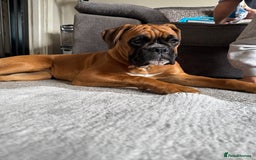 Boxer dogs for sale: Much loved 8 month old  - Image 12