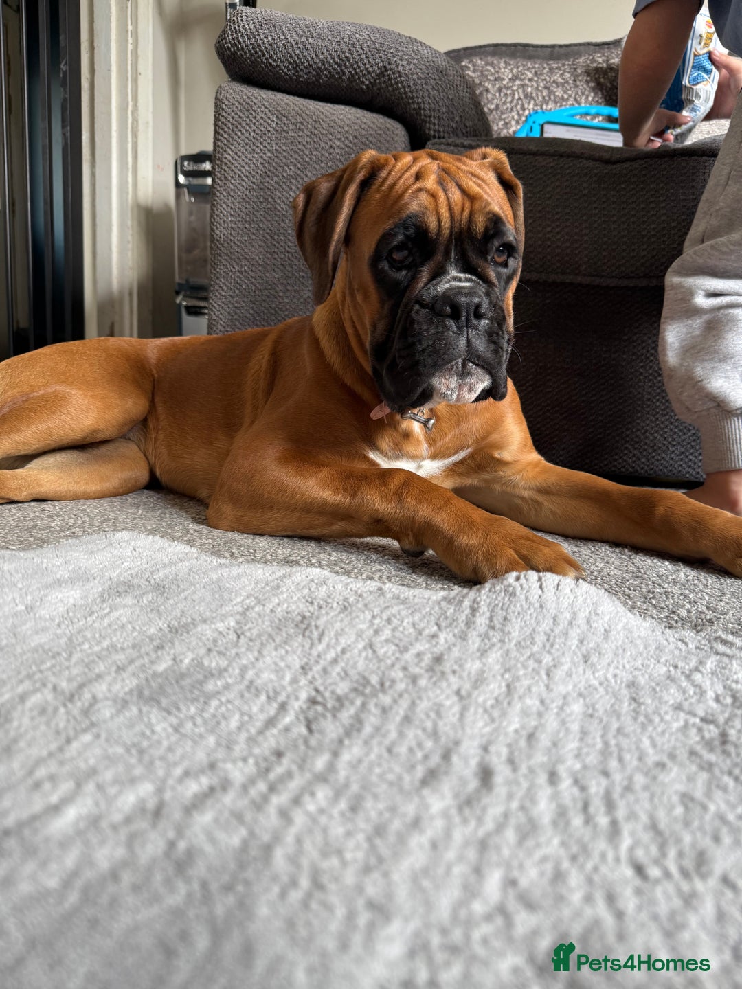 Boxer dogs for sale: Much loved 8 month old  - Image 12
