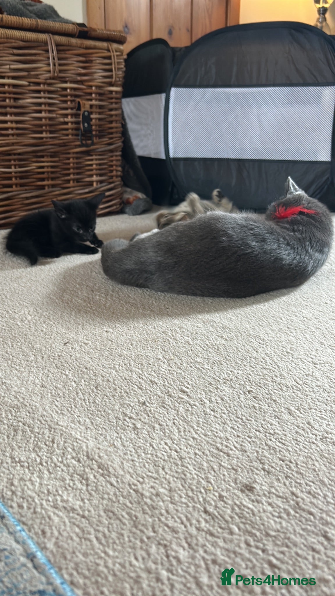 Mixed Breed cats Gorgeous tabby Kittens  - Advert 2