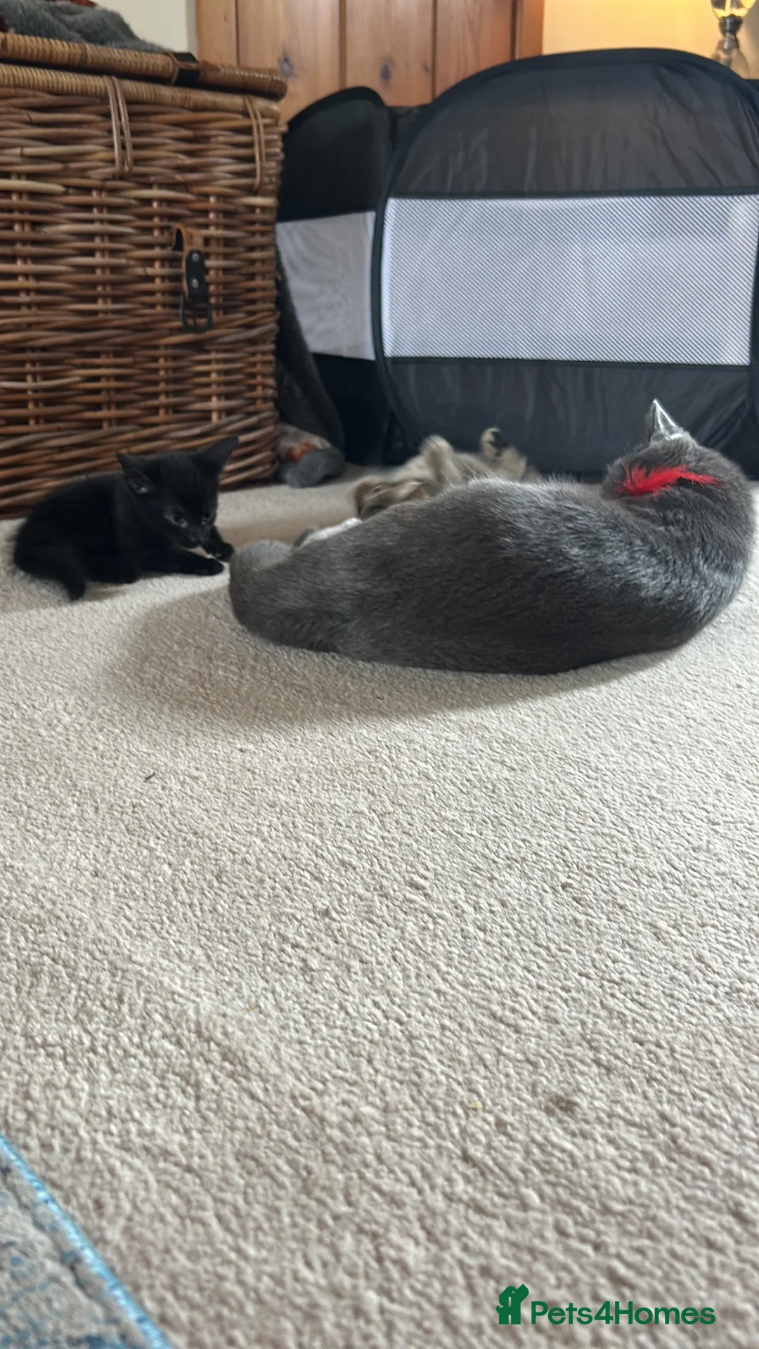 Mixed Breed cats for sale: Gorgeous tabby Kittens  - Advert 1