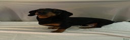 Dachshund dogs for sale: 6 Dachshund Puppies - Advert 3