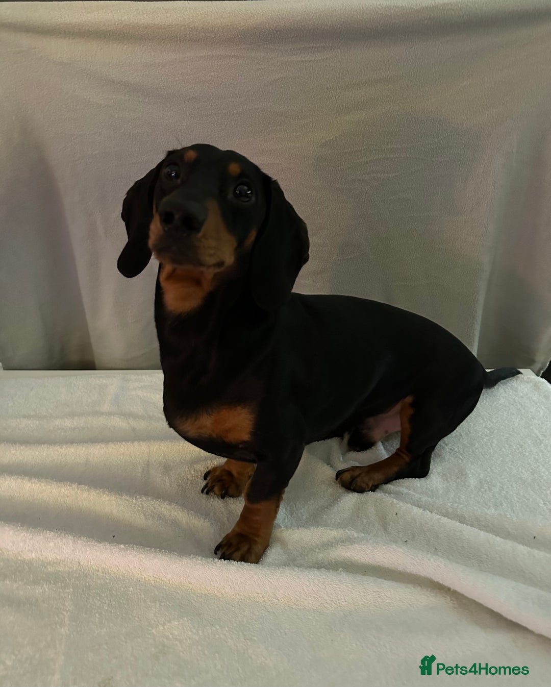 Dachshund dogs for sale: 6 Dachshund Puppies - Advert 3