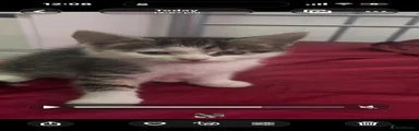 British Shorthair 2