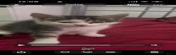 British Shorthair cats for sale: Two Adorable Kittens Ready for New Homes! - Advert 5