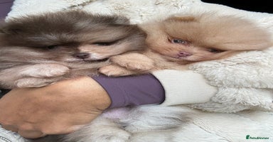 Pomeranian dogs - Advert 6