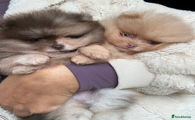 Pomeranian dogs - Advert 1