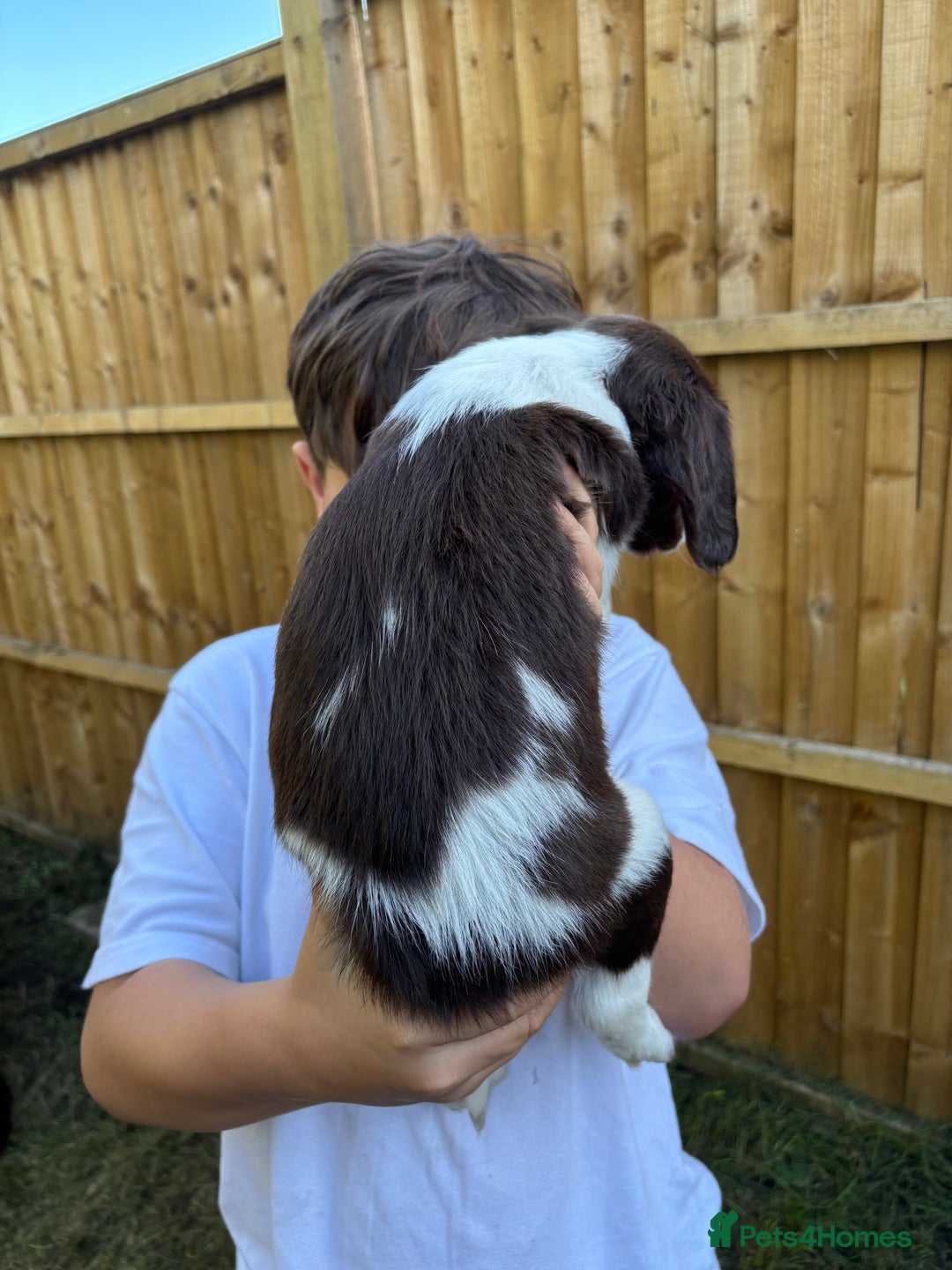 English Springer Spaniel dogs for sale: Gorgeous English Springer spaniel puppies - Image 25