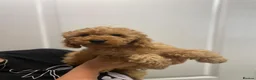Cockapoo dogs for sale: Cockapoo Female F1b for sale - Advert 7