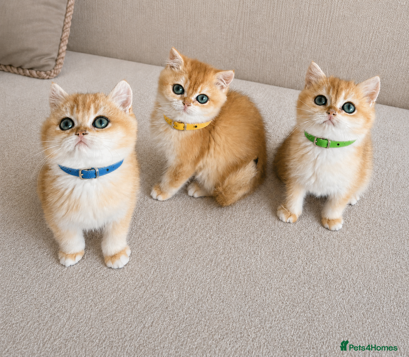 British Shorthair cats 🏆Tica registered ny12 British Shorthair Boys🏆 - Advert 3