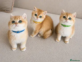 British Shorthair cats 🏆Tica registered ny12 British Shorthair Boys🏆 - Advert 3