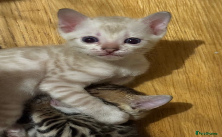 Bengal cats - Advert 4