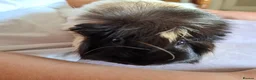 Guinea Pig rodents for sale: Two bonded female guinea pigs + cage in Helensburgh - Advert 4