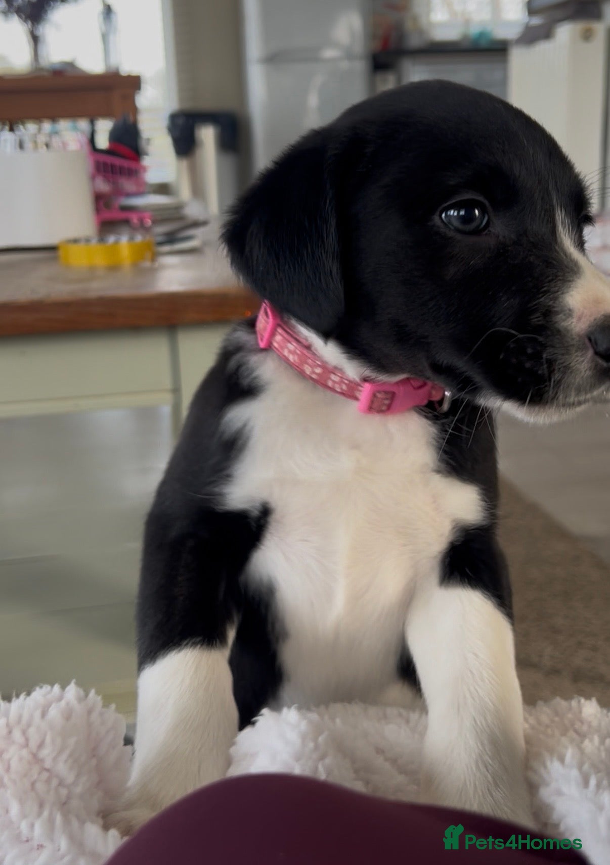 Borador dogs One 11 week old Borador female pup left for sale. - Advert 2