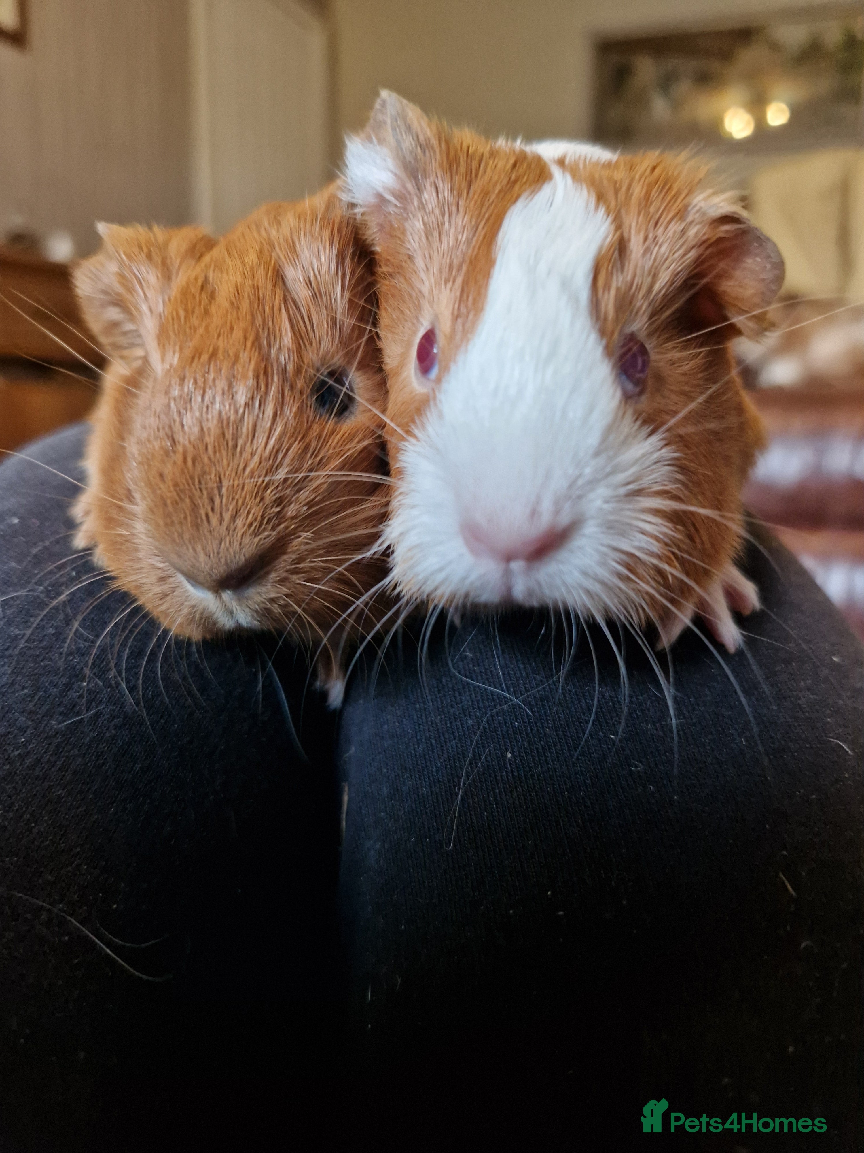 Guinea Pig rodents Two bond brothers ready on 11th feb 26 - Advert 1