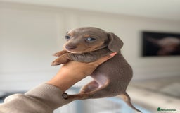 Miniature Dachshund dogs for sale: Stunning KC true miniature dachshund puppies - Image 8
