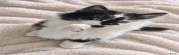 Mixed Breed cats for sale: 5 Adorable 3-Month-Old Kittens Need Loving Homes - Advert 25