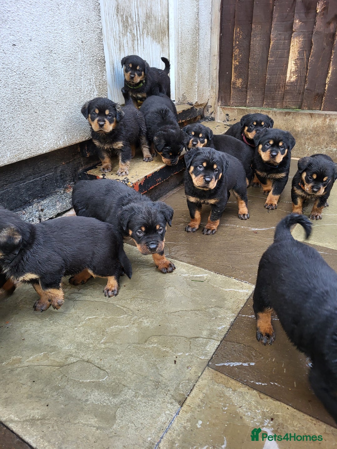 Rottweiler dogs for sale: Rotty pupps for sale 13 ( 6 girl 6 boy) left - Advert 1