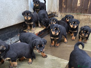 Rottweiler dogs Rotty pupps for sale 13 ( 7 girl 6 boy) - Advert 3