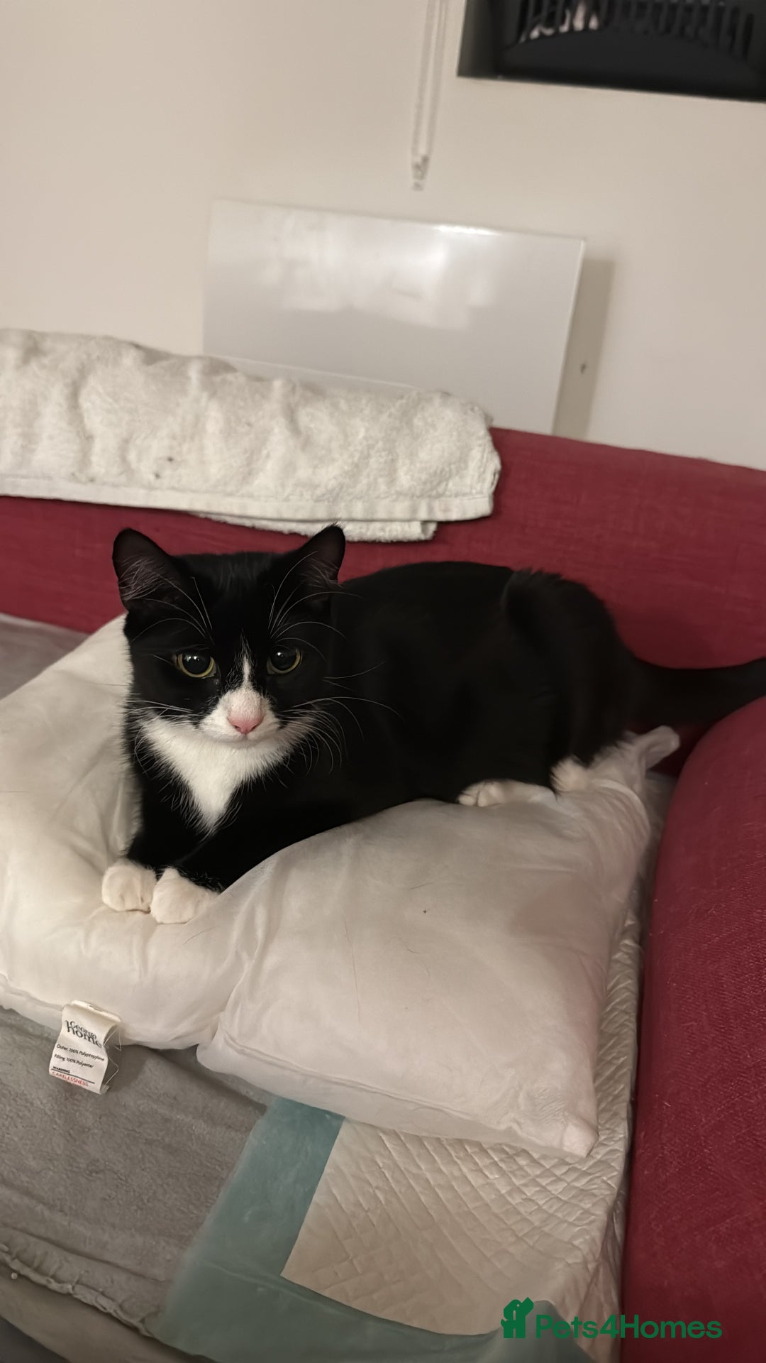 Mixed Breed cats for sale: New Born Kittens - Advert 2