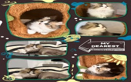 Munchkin cats for sale: Super stunning & rare Minuet - Image 5