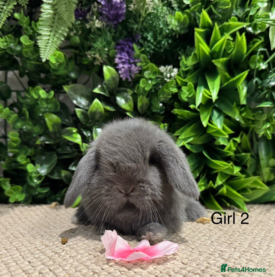 Mini Lop rabbits for sale: Mini lops 3 left to reserve - Advert 8