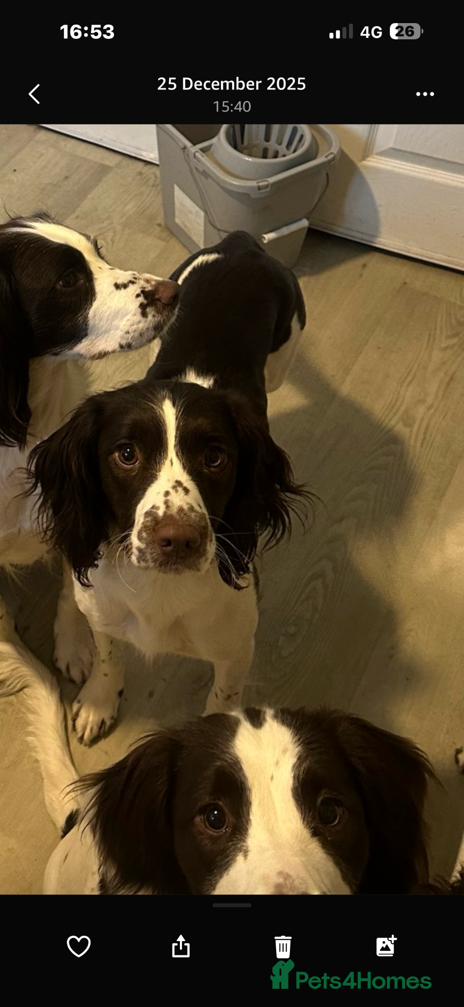 English Springer Spaniel dogs 8 beautiful puppies  - Advert 5