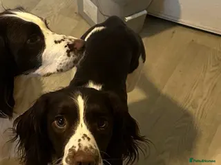 English Springer Spaniel dogs 8 beautiful puppies - Advert 11